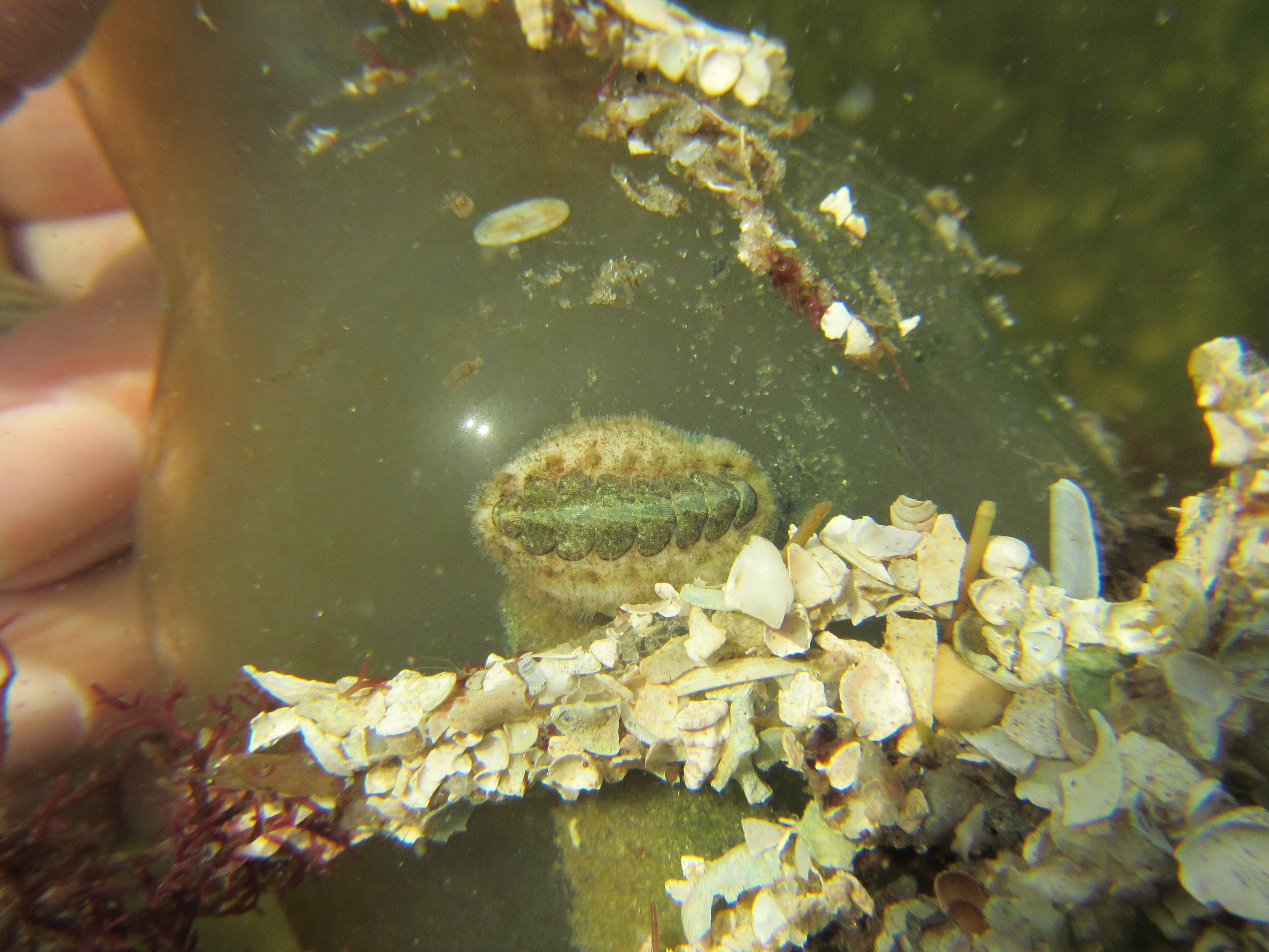 Dwarf Glass-Haired Chiton